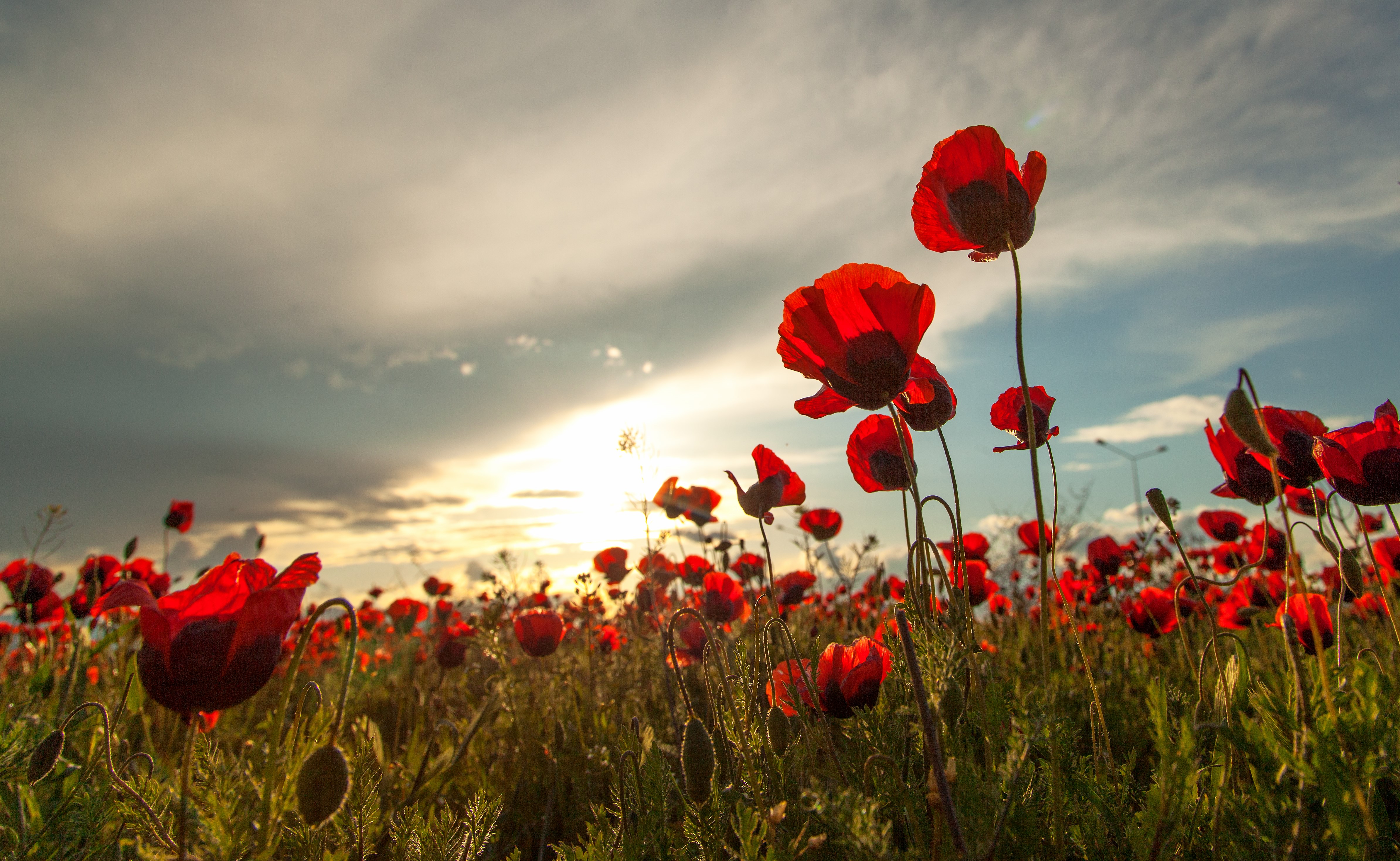 The history of the poppy | About us | Poppyscotland