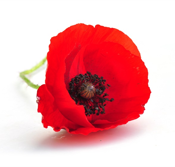 shutterstock_559099873